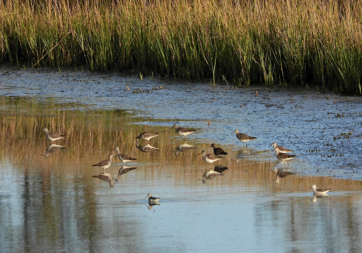 Lesser Yellowlegs - ML641958691