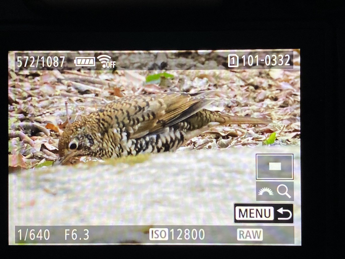 Bassian/Russet-tailed Thrush - ML641958692