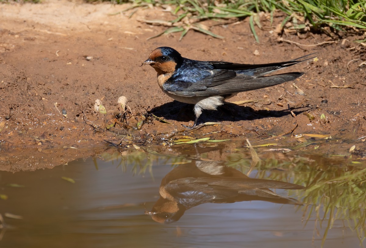 Welcome Swallow - ML641958694