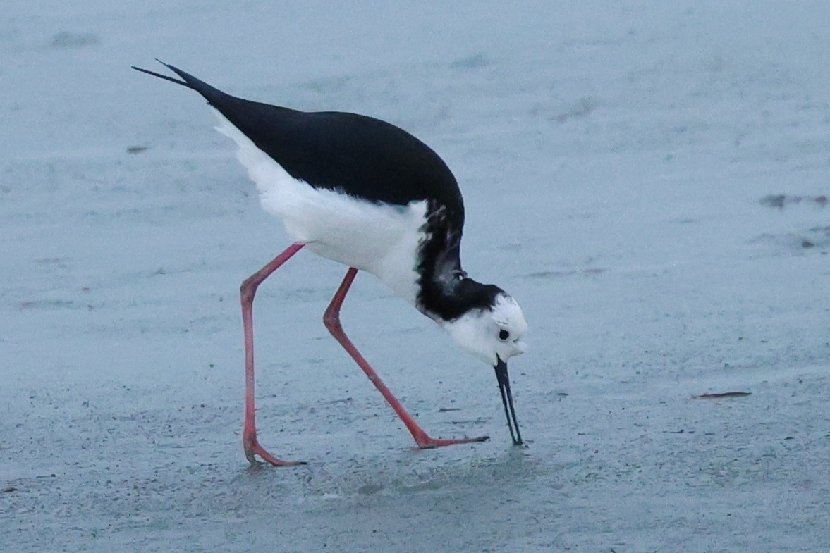 Pied x Black Stilt (hybrid) - ML641958696