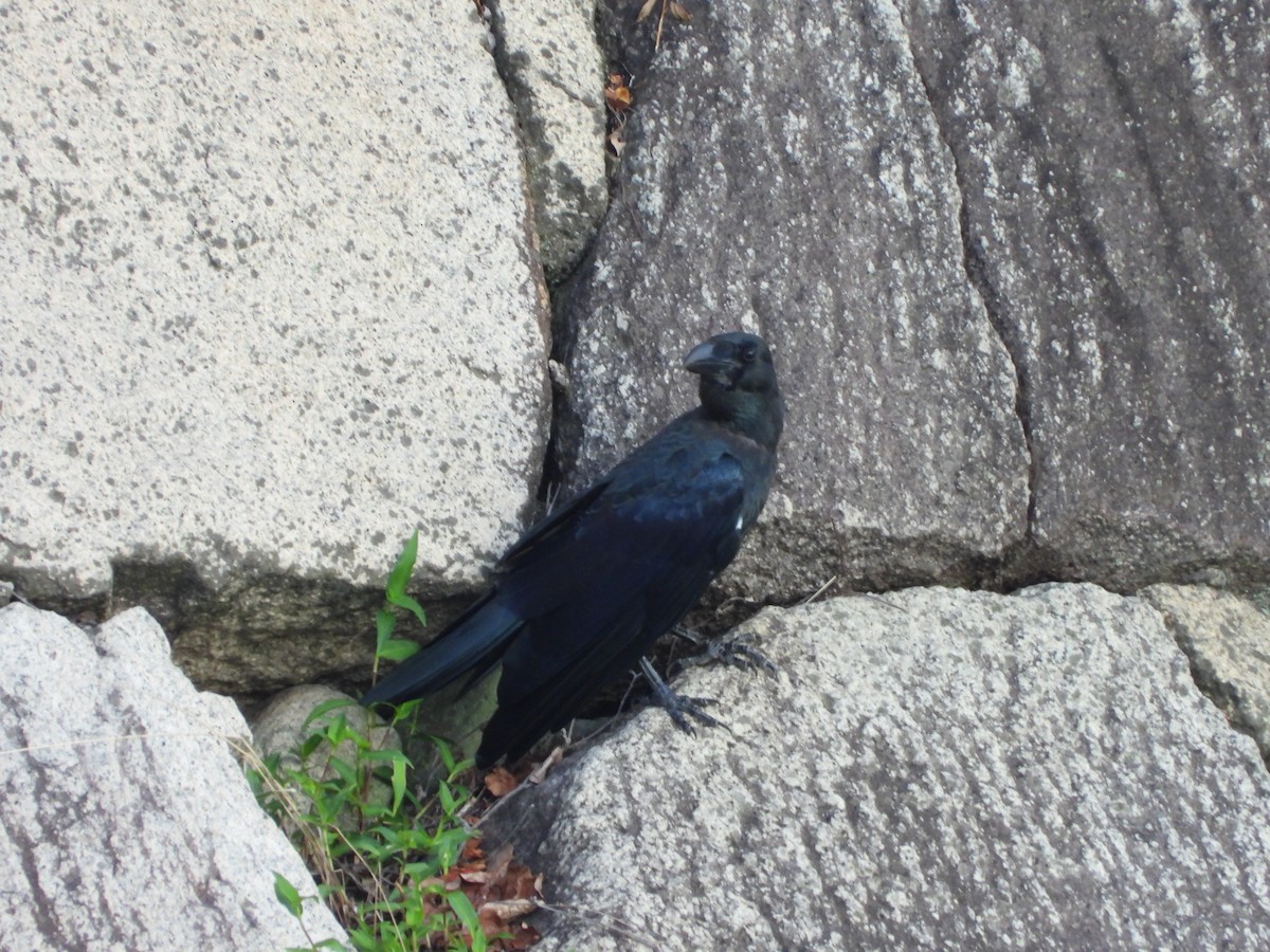 Large-billed Crow - ML641958699