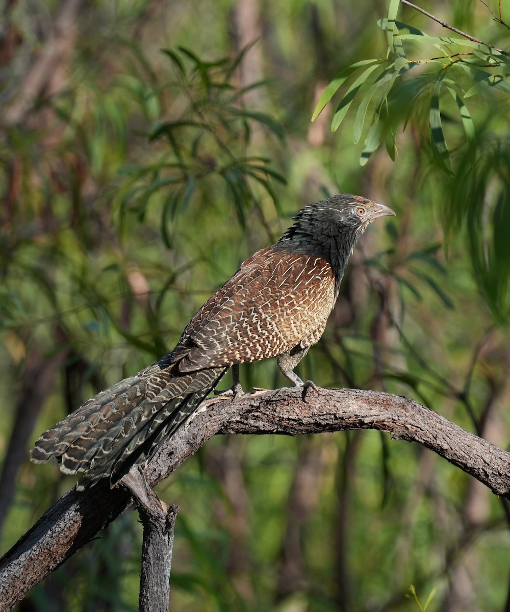 Pheasant Coucal - ML641958701