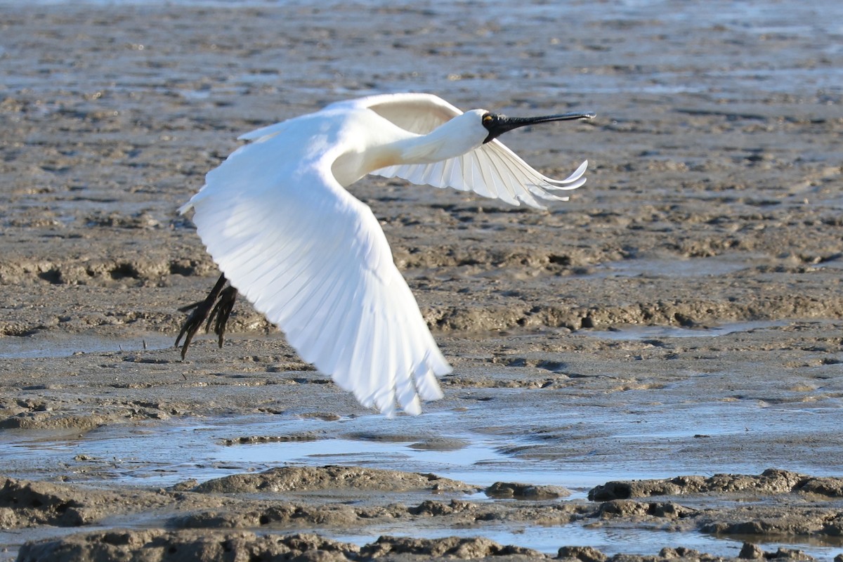 Royal Spoonbill - ML641958703