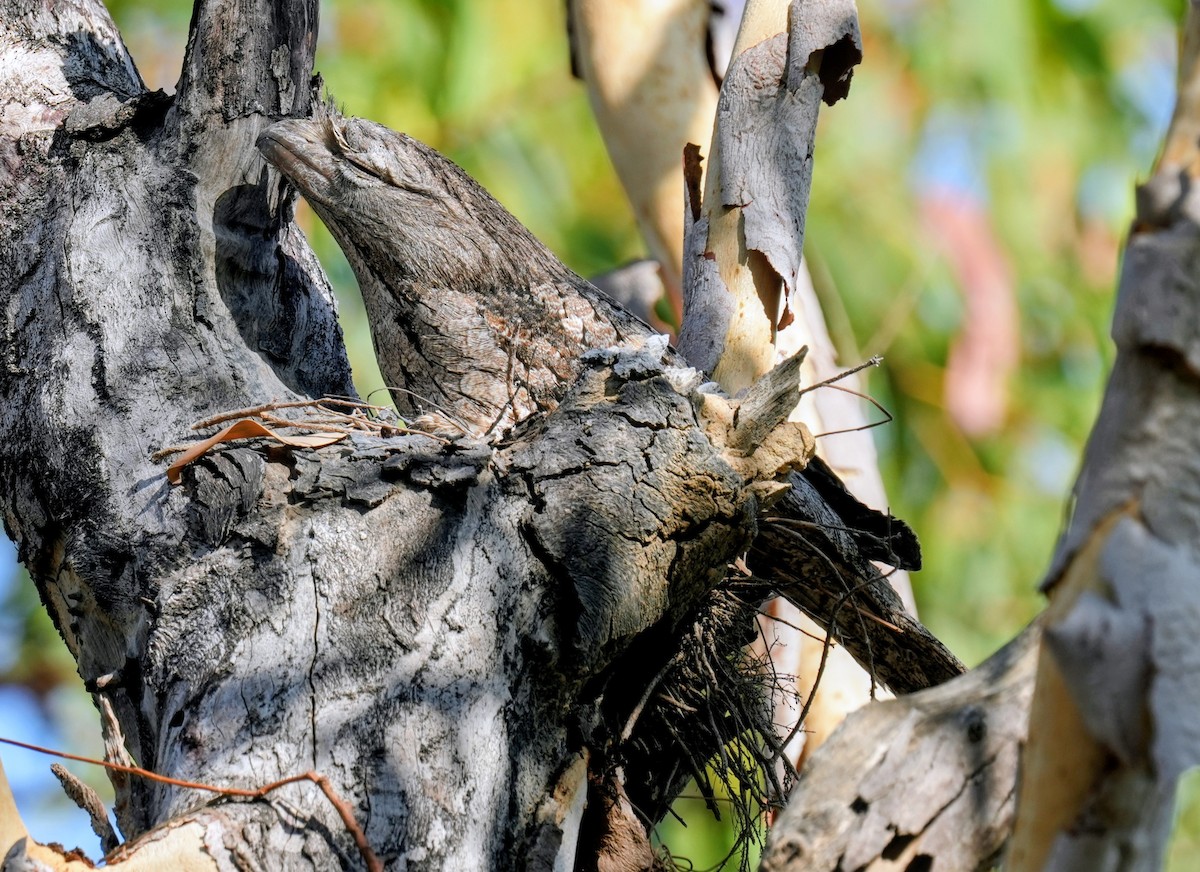 Tawny Frogmouth - ML641958704