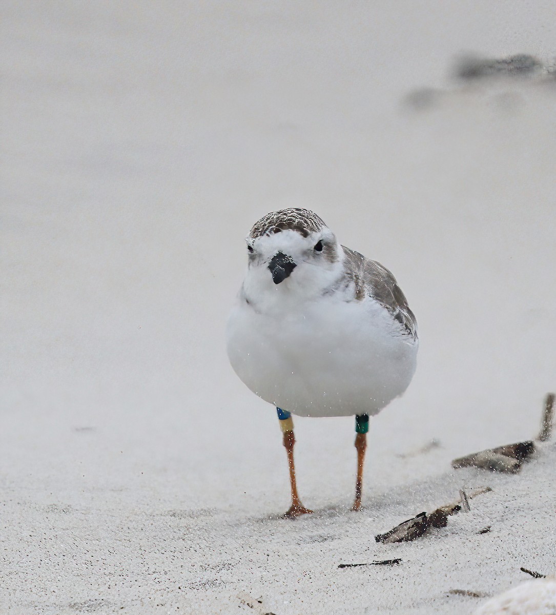 Piping Plover - ML641958706