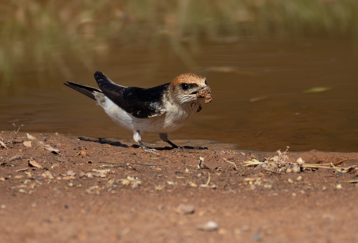 Fairy Martin - ML641958707
