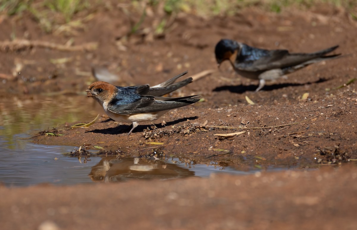 Fairy Martin - ML641958710