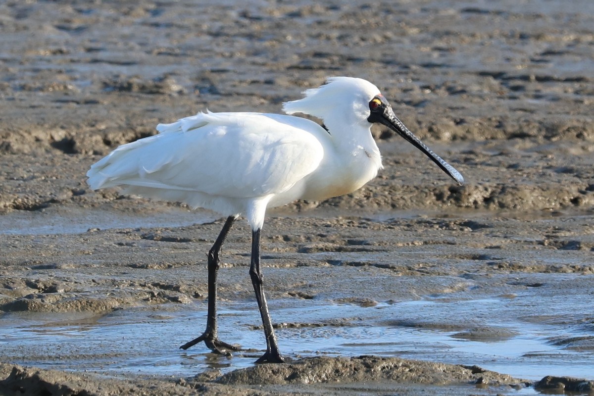 Royal Spoonbill - ML641958713