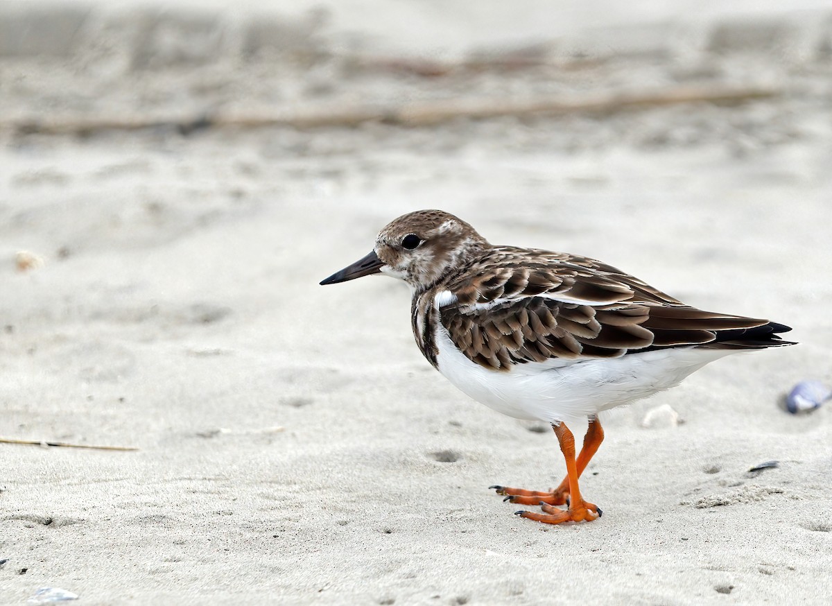 Ruddy Turnstone - ML641958714