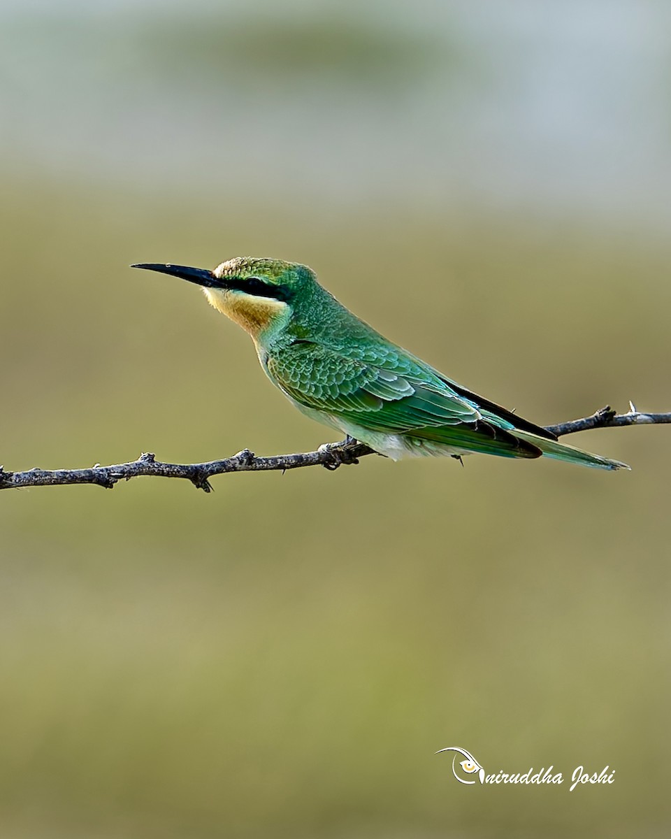 Blue-cheeked Bee-eater - ML641958716