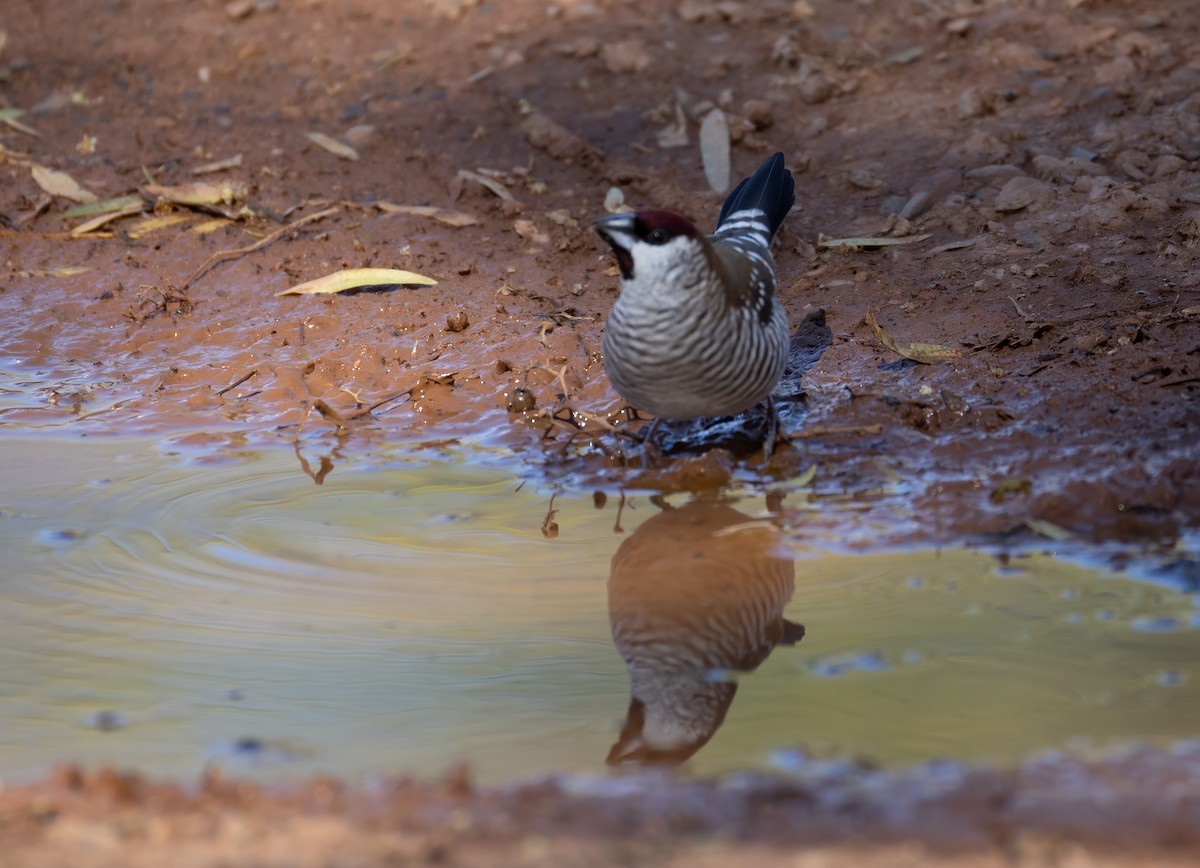 Plum-headed Finch - ML641958717