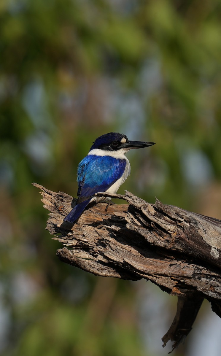 Forest Kingfisher - ML641958718