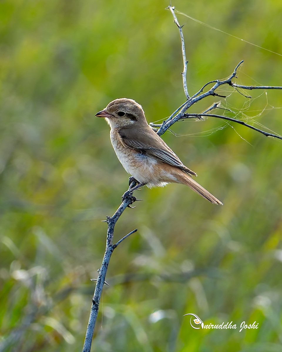 Red-tailed Shrike - ML641958719