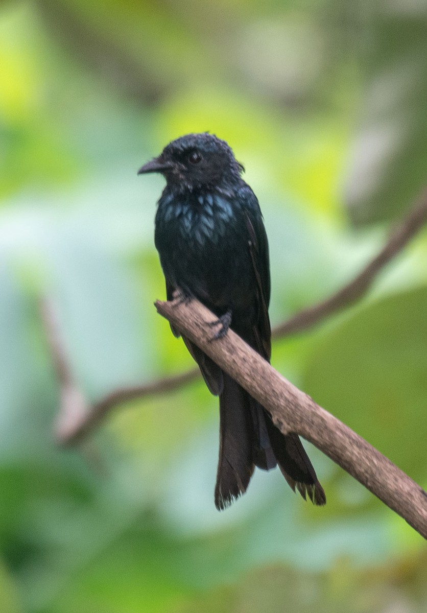 Bronzed Drongo - ML641958720