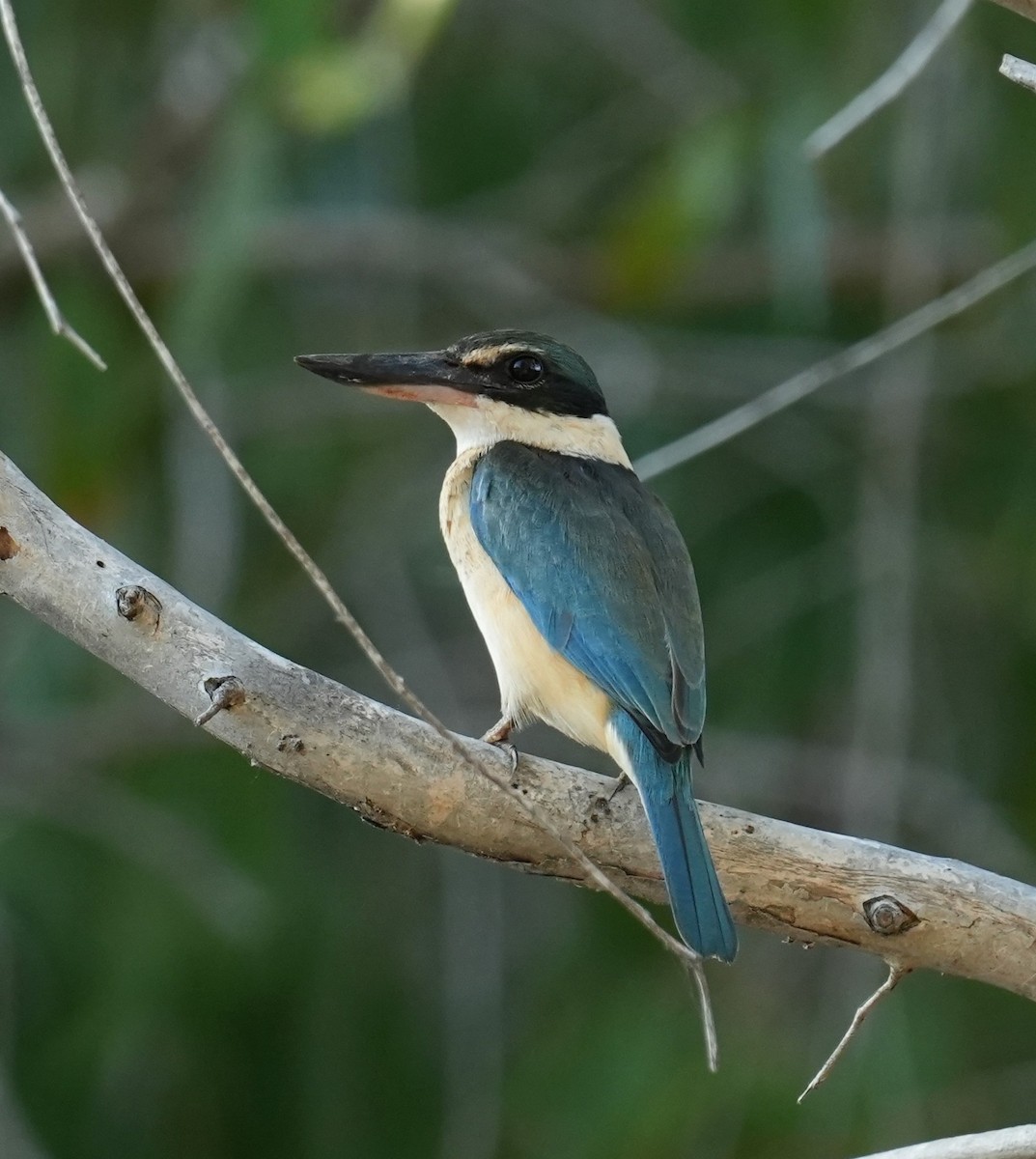Sacred Kingfisher - ML641958721