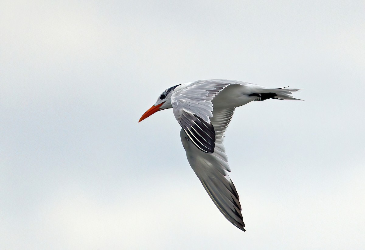 Royal Tern - ML641958722