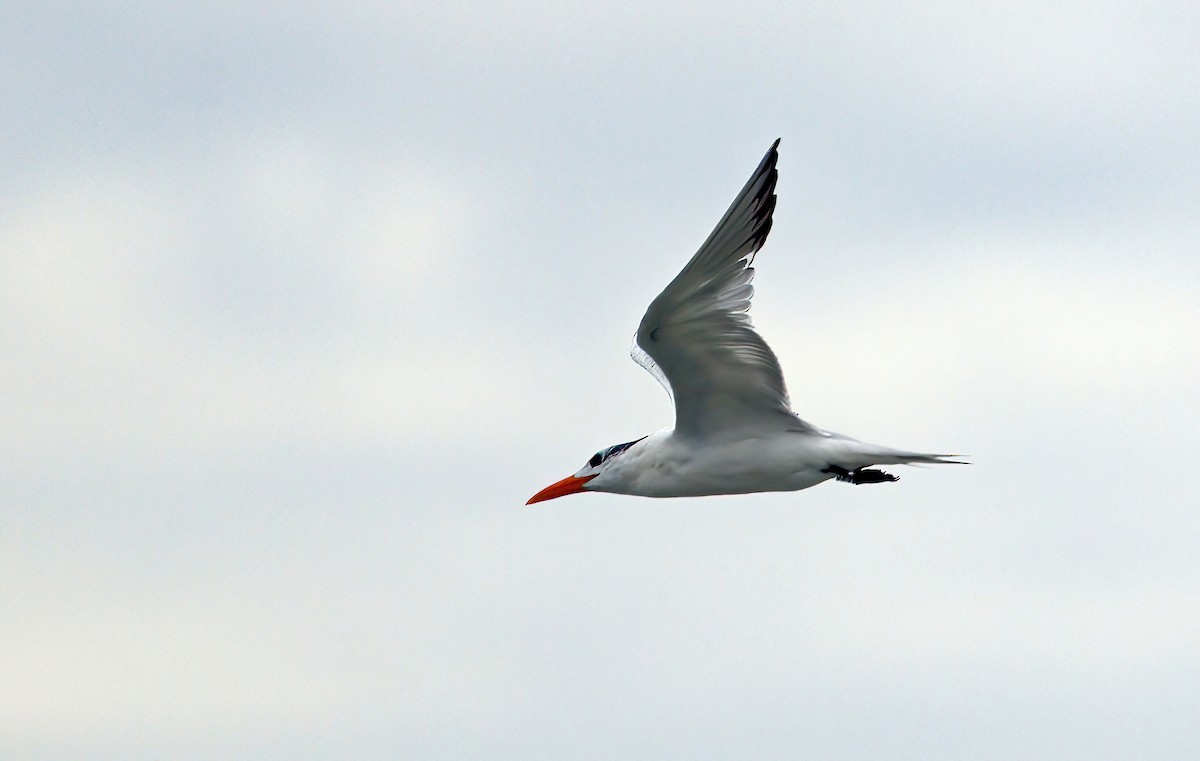 Royal Tern - ML641958723