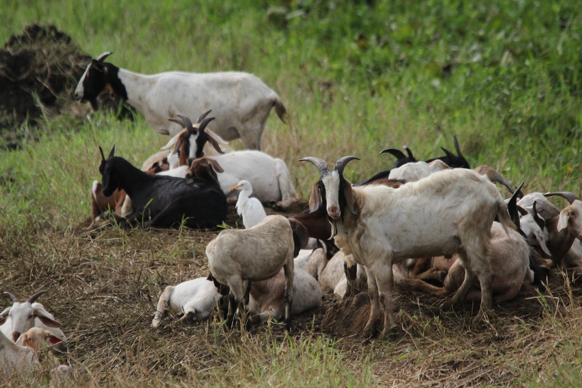 Eastern Cattle-Egret - ML641958726