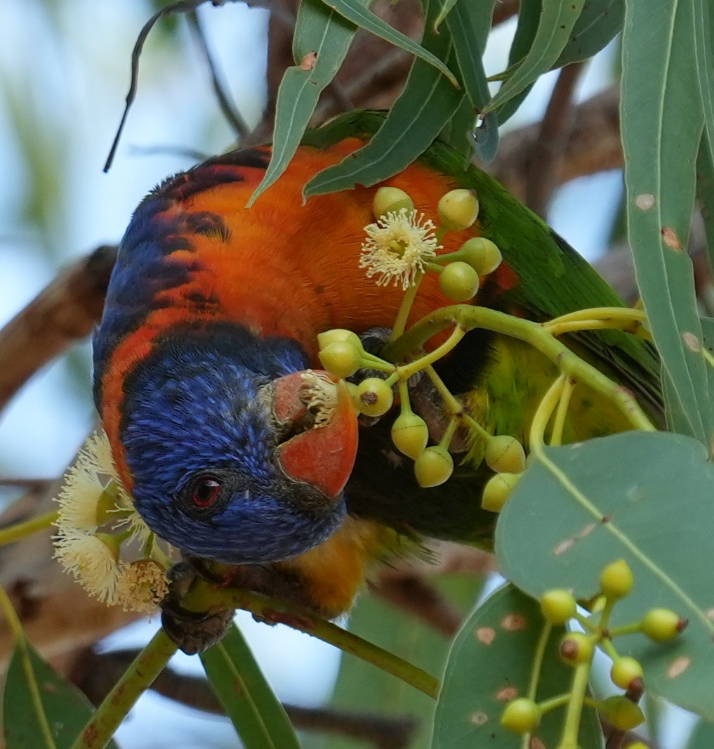 Red-collared Lorikeet - ML641958730