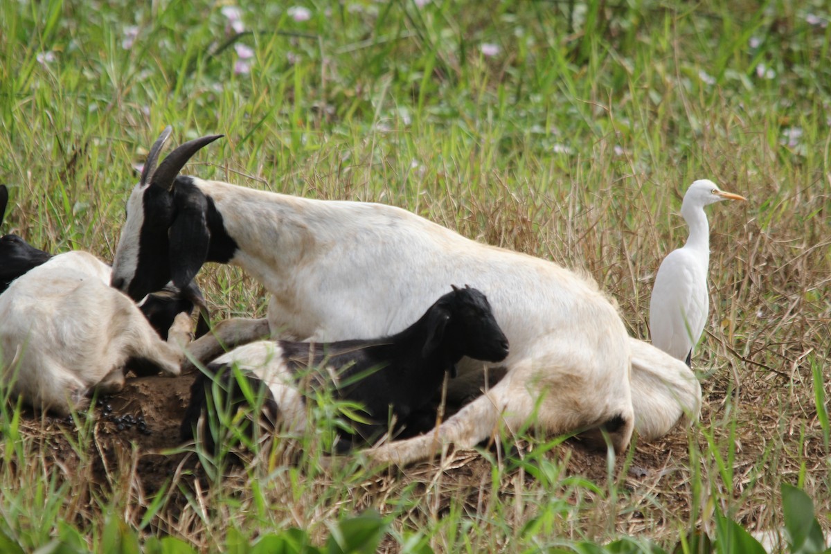 Eastern Cattle-Egret - ML641958731