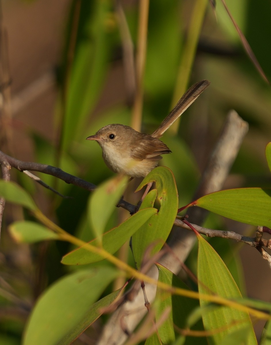 Red-backed Fairywren - ML641958733