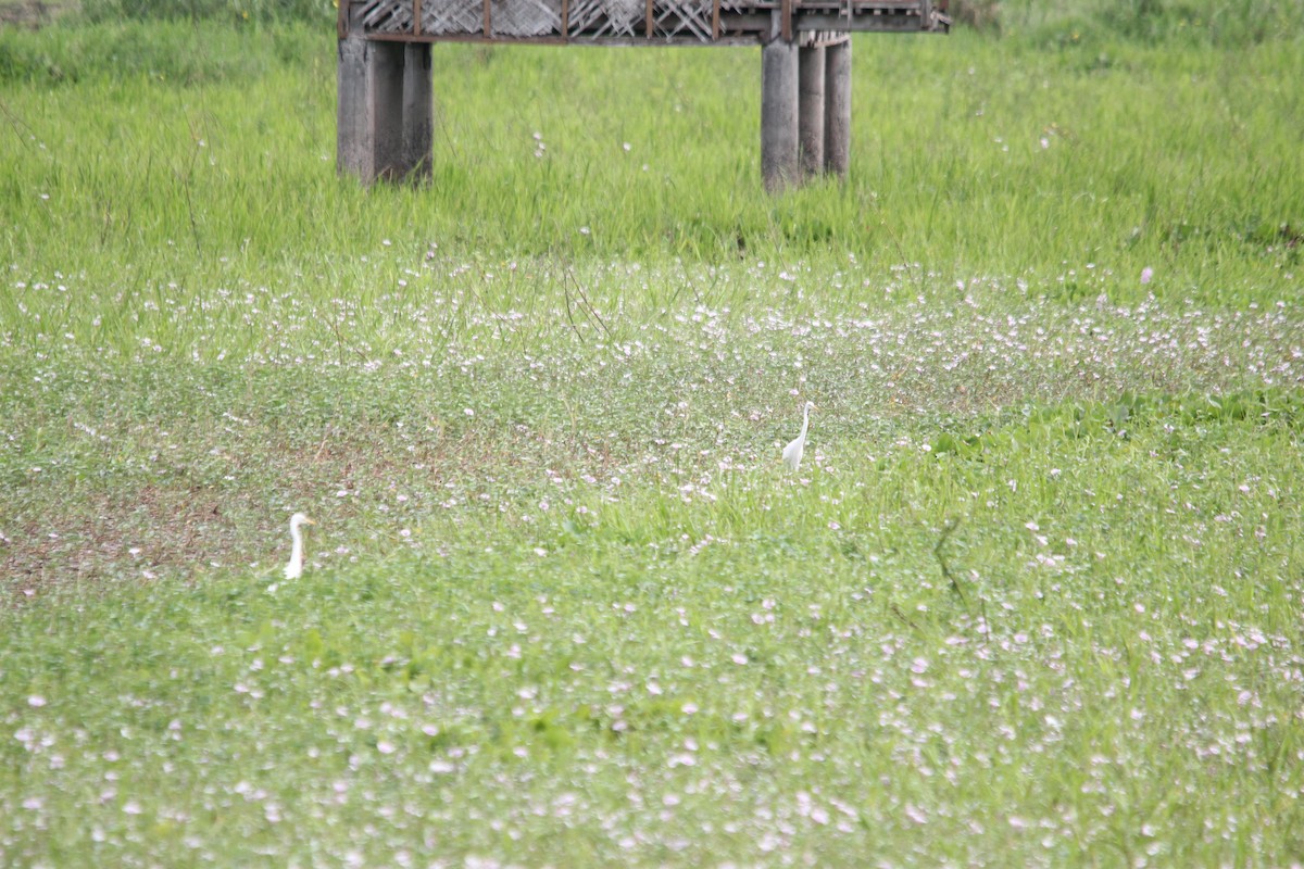 Medium Egret - ML641958734