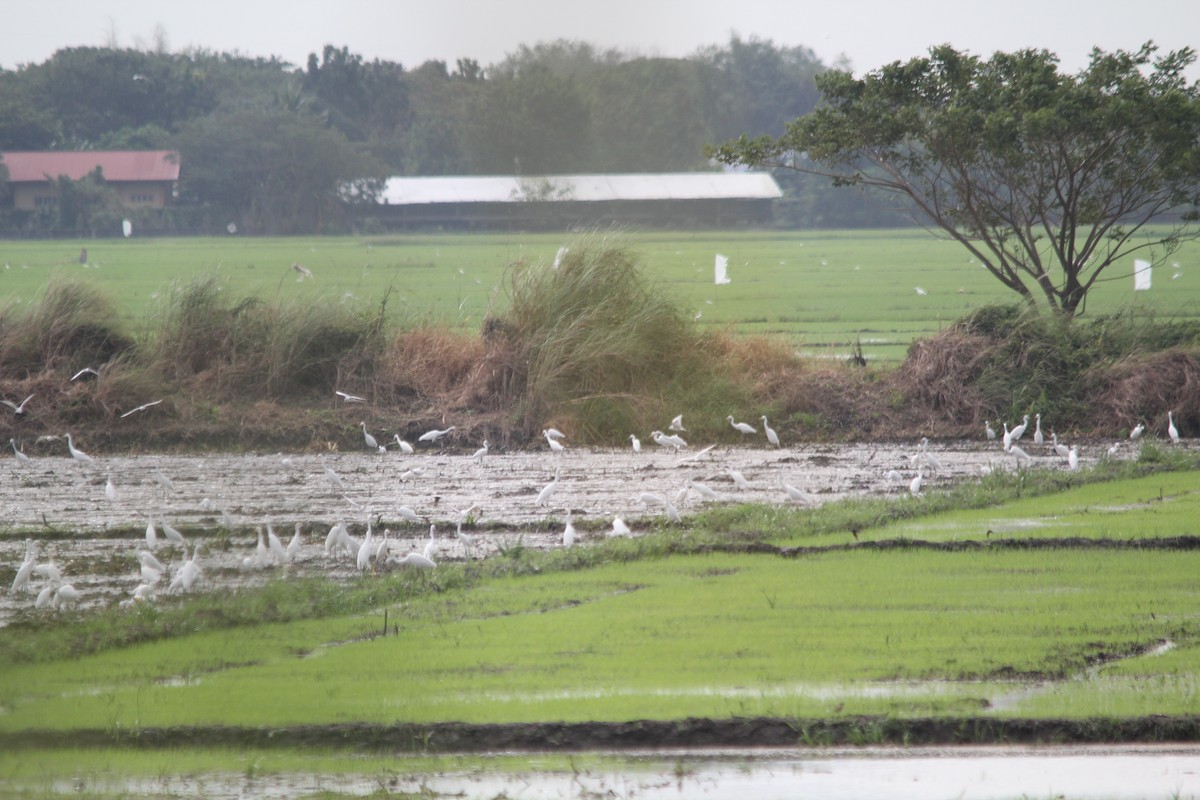 Medium Egret - ML641958738