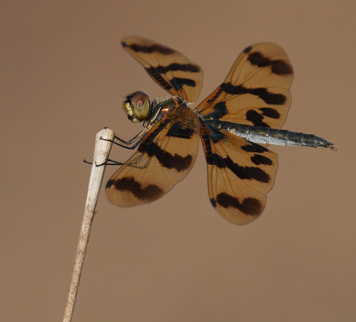 Graphic Flutterer - ML641958749