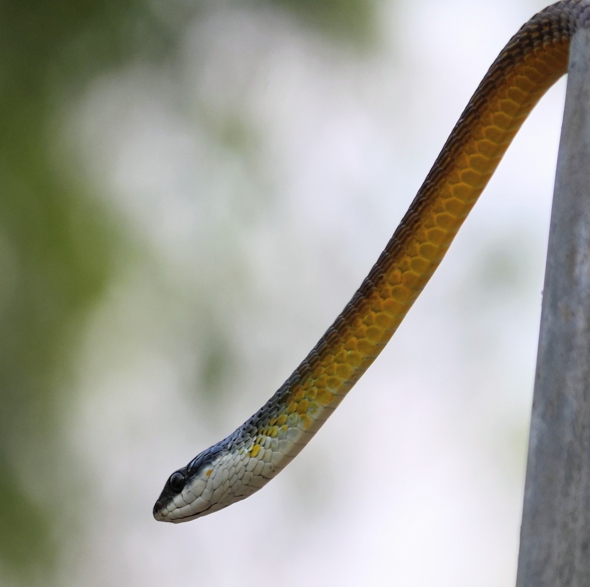 普通過樹蛇 - ML641958754