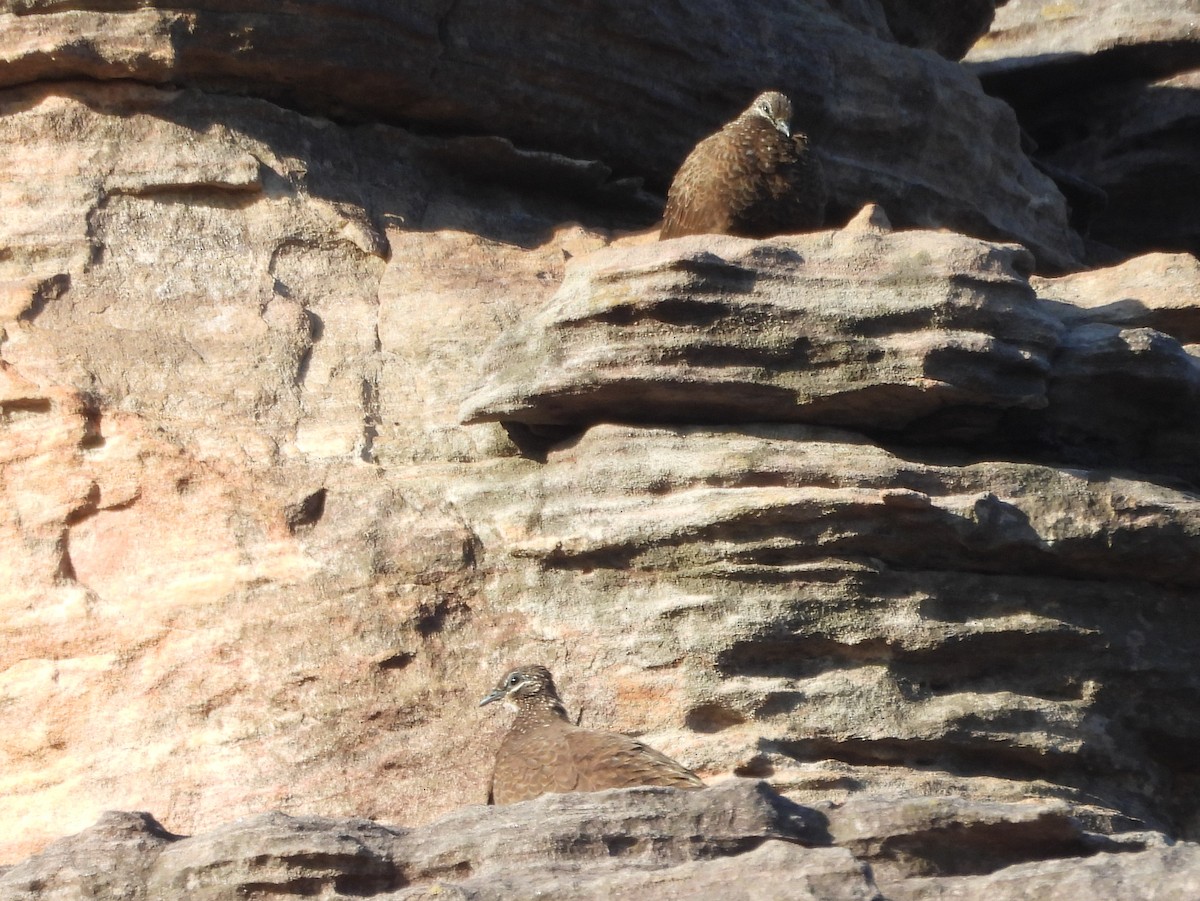 Chestnut-quilled Rock-Pigeon - ML641958757