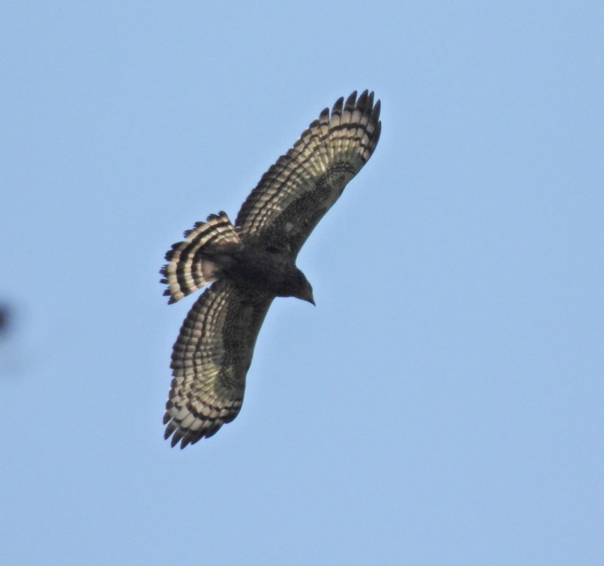 Crested Serpent-Eagle - ML641958759