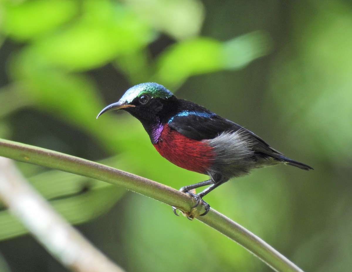 Van Hasselt's Sunbird - ML641958764