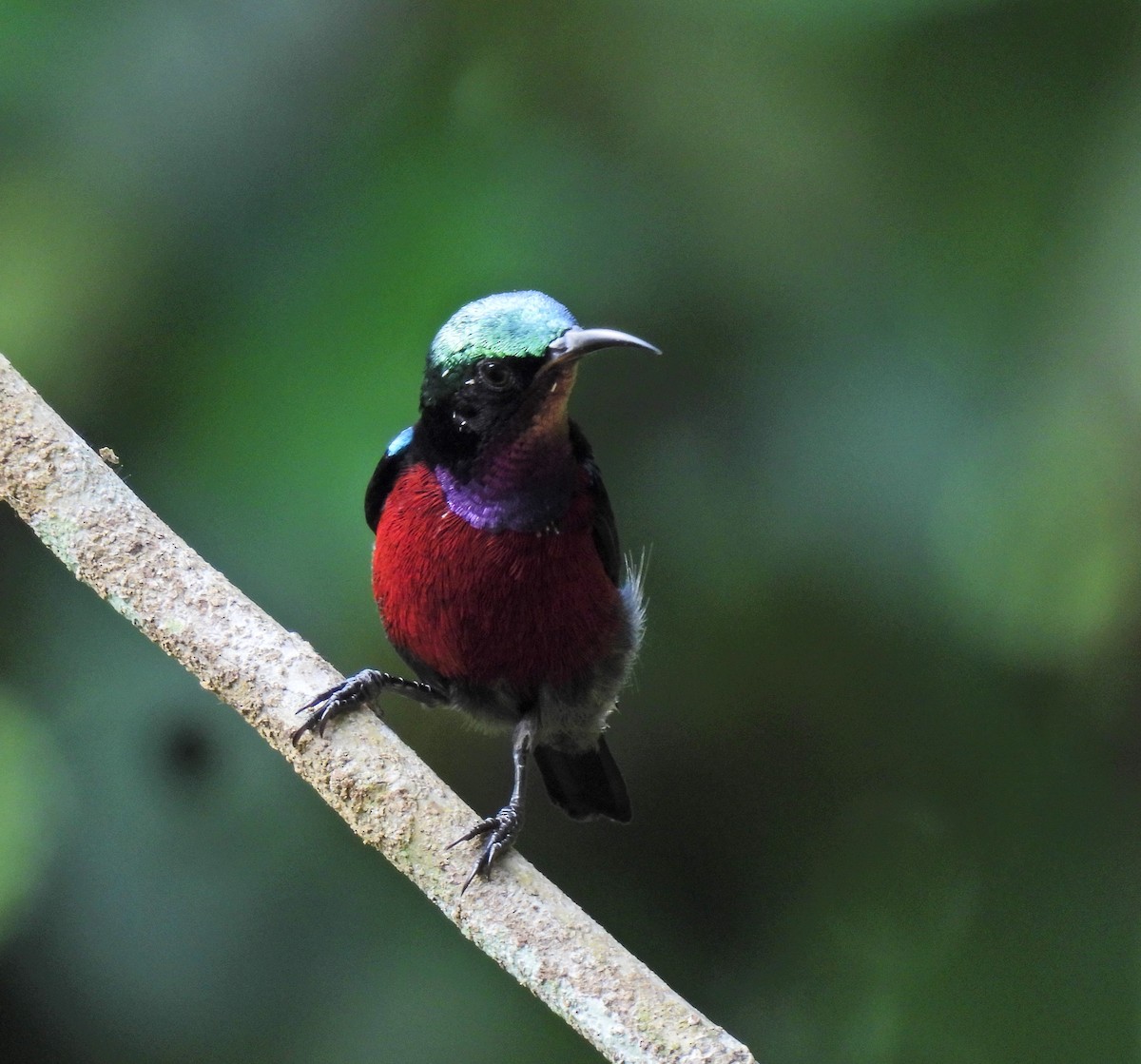 Van Hasselt's Sunbird - ML641958765
