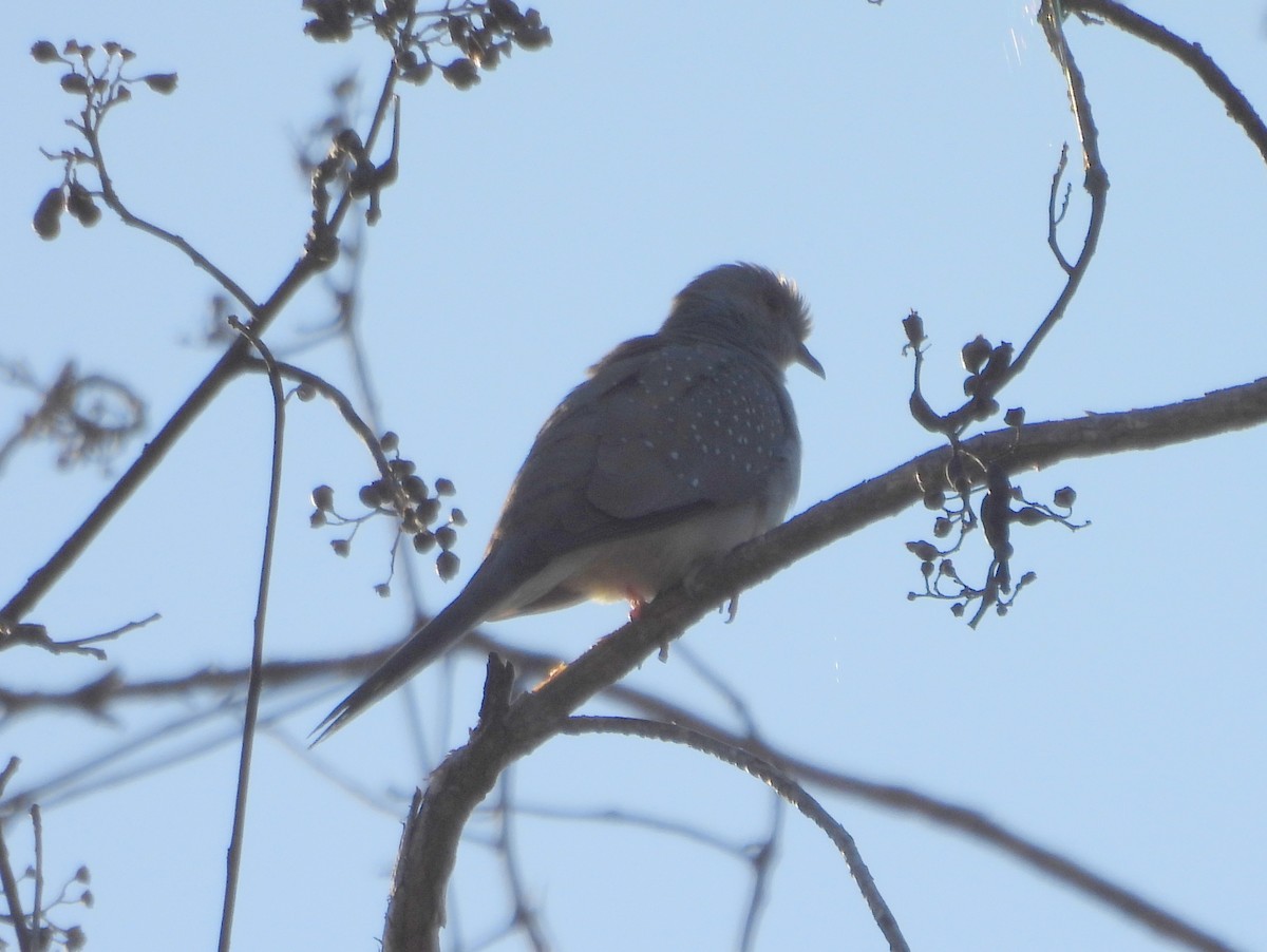 Diamond Dove - ML641958775