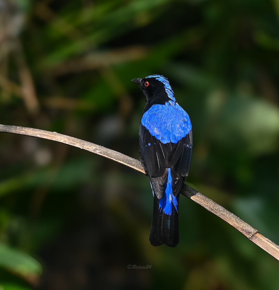 Asian Fairy-bluebird - ML641958778
