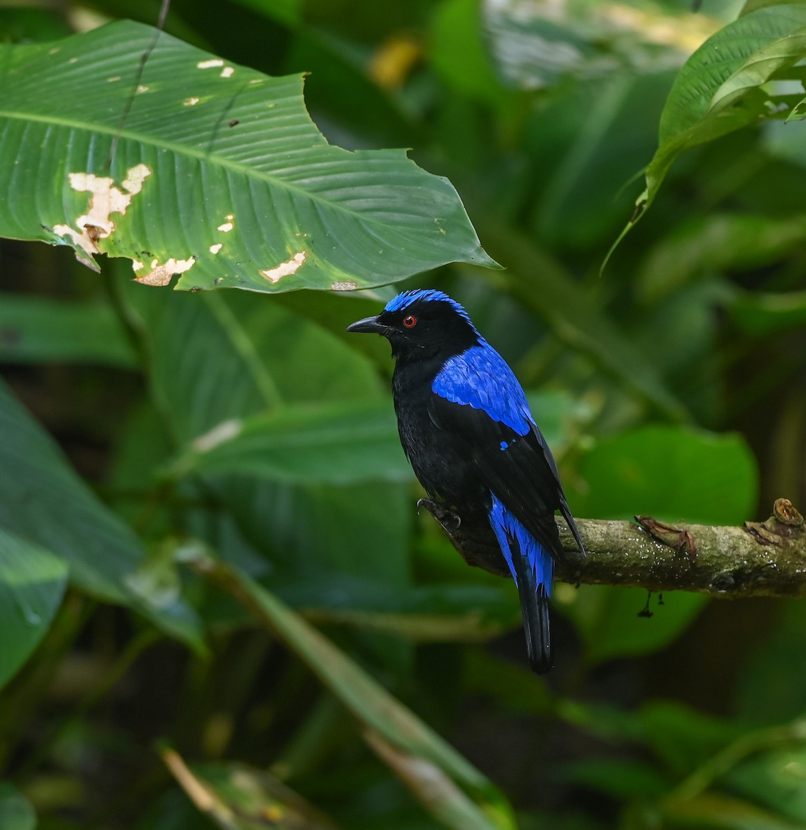 Asian Fairy-bluebird - ML641958780