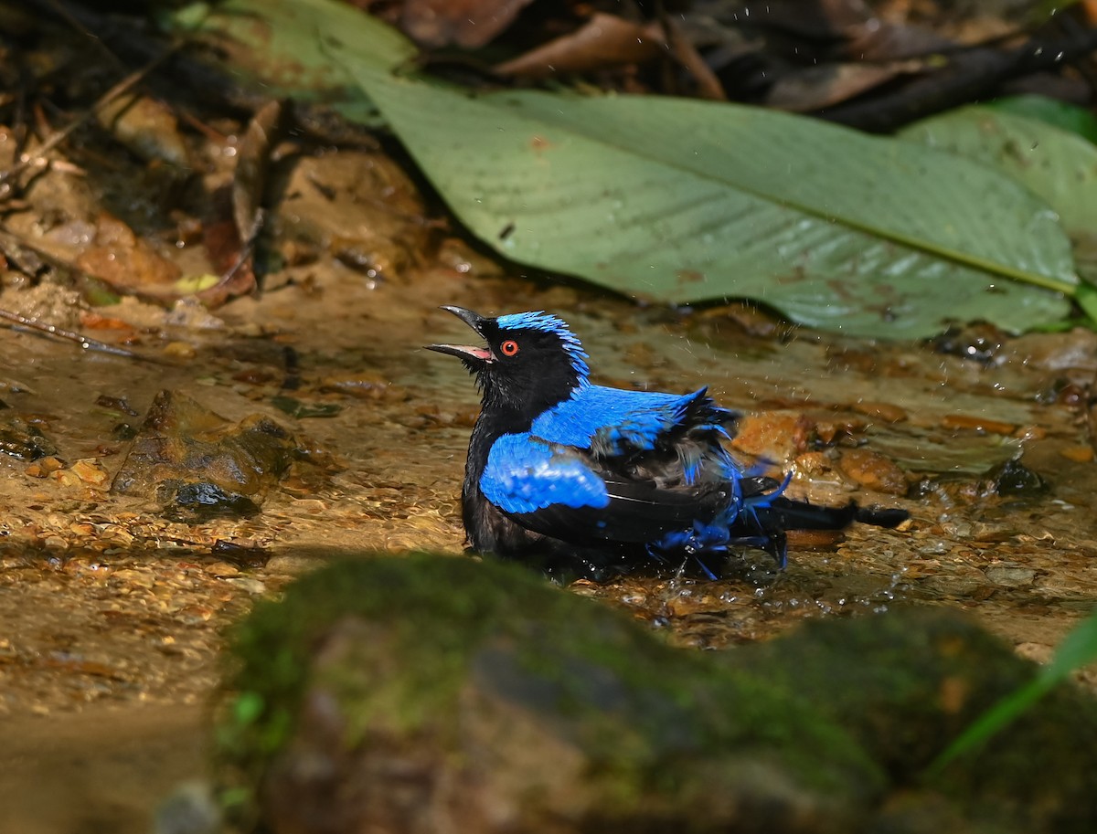 Asian Fairy-bluebird - ML641958781