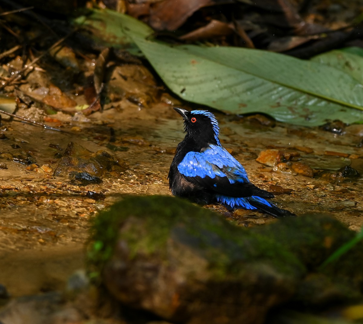 Asian Fairy-bluebird - ML641958783