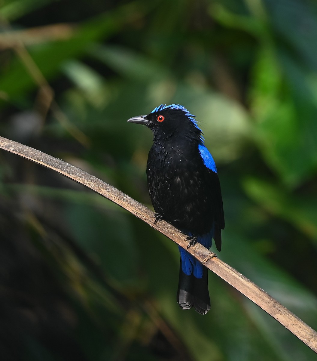 Asian Fairy-bluebird - ML641958784