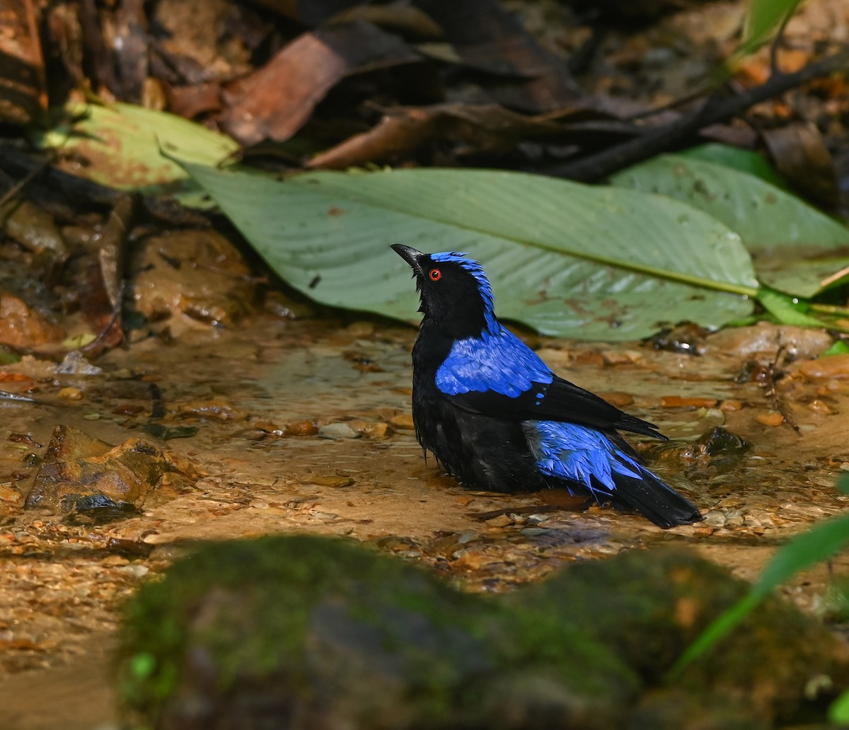 Asian Fairy-bluebird - ML641958785