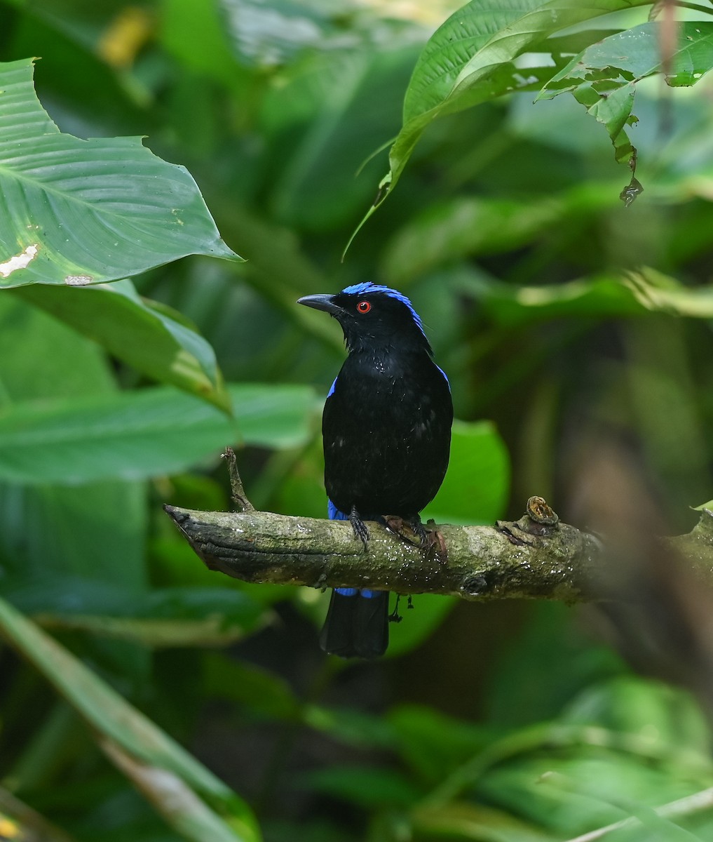 Asian Fairy-bluebird - ML641958786