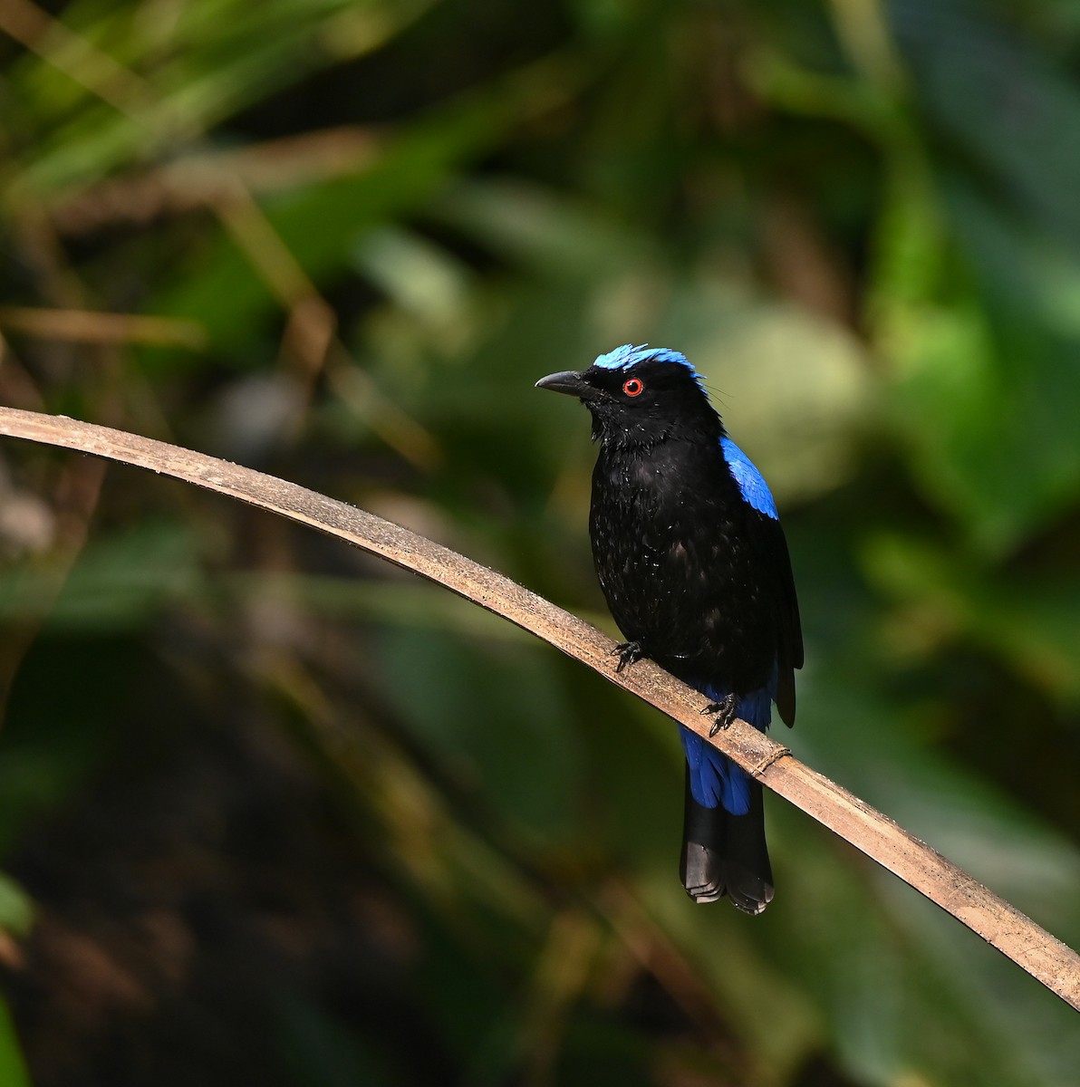 Asian Fairy-bluebird - ML641958787