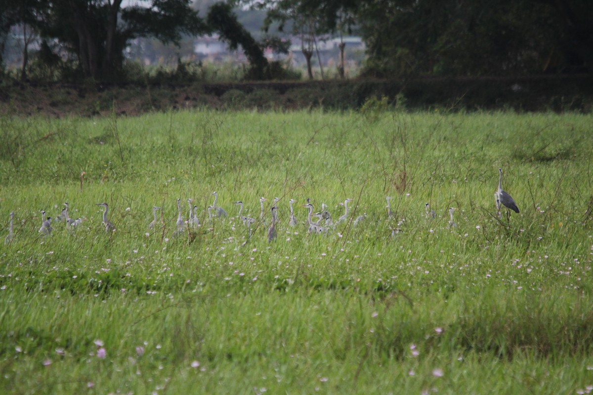 Gray Heron - ML641958794