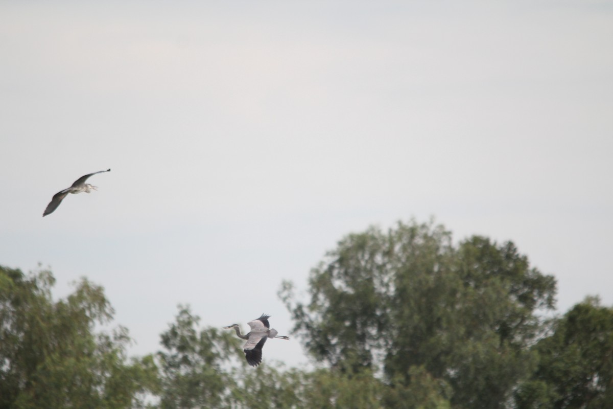 Gray Heron - ML641958796
