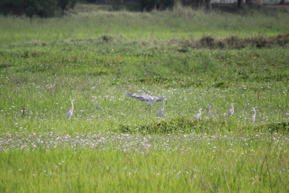 Gray Heron - ML641958800