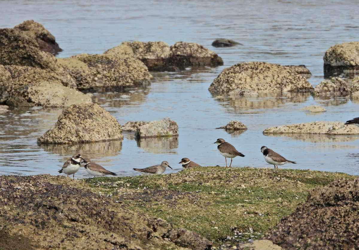 Semipalmated Plover - ML641958801
