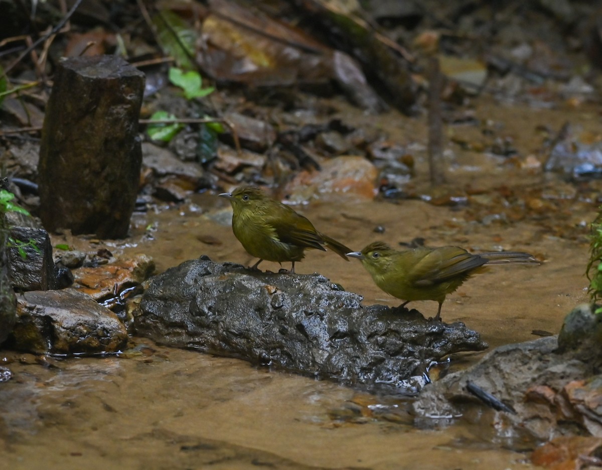 Cachar Bulbul - ML641958806