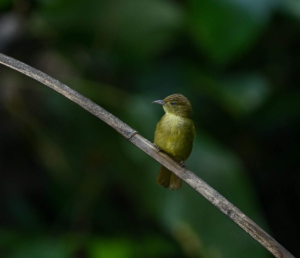 Cachar Bulbul - ML641958807