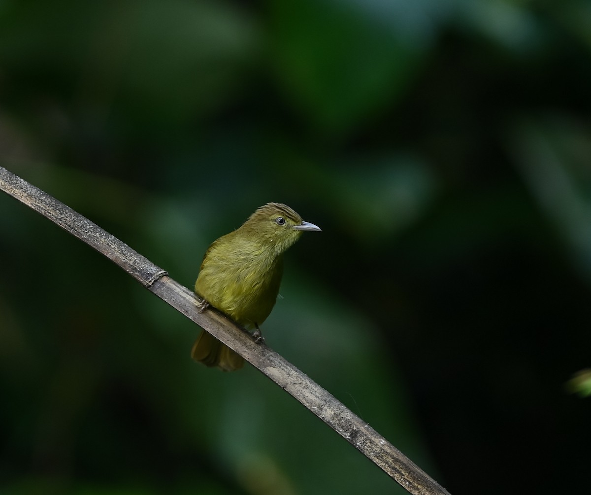 Cachar Bulbul - ML641958808