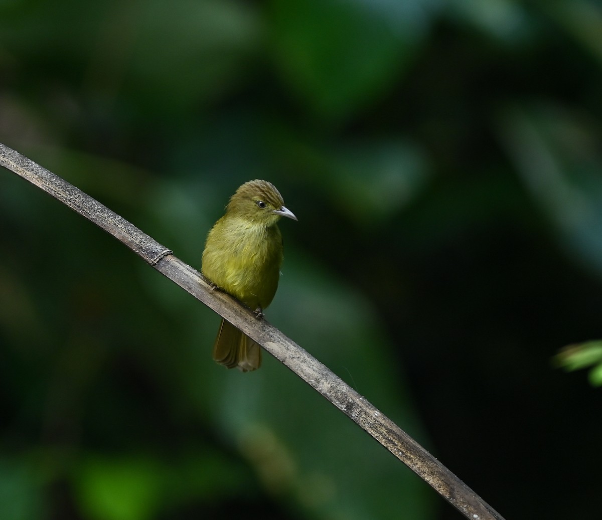 Cachar Bulbul - ML641958809